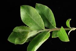 Salix ×reichardtii. Emerging and young leaves.
 Image: D. Glenny © Landcare Research 2020 CC BY 4.0